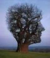imagine the imagination